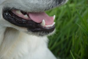 Two Loose Dogs Caused Multi-Vehicle Crash on I-805 near North Park[San Diego, CA] 